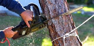 Rahway, NJ Tree Removal Company