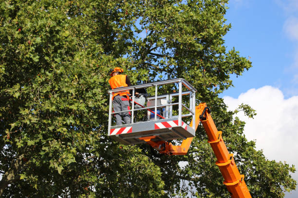 Best Aeration Services  in Rahway, NJ