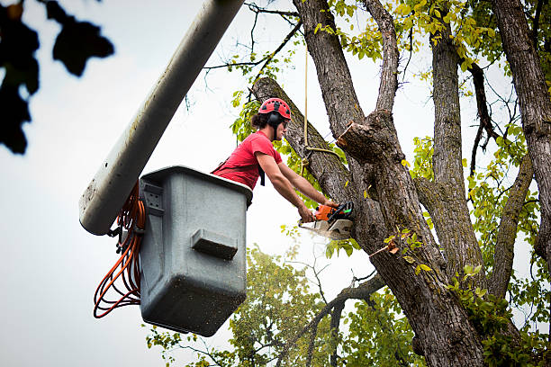 Best Tree Health Inspection  in Rahway, NJ